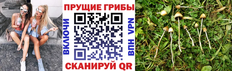 Псилоцибиновые грибы мухоморы  наркота  Ростов-на-Дону 